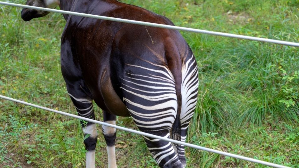 ズーラシアオカピ父写真