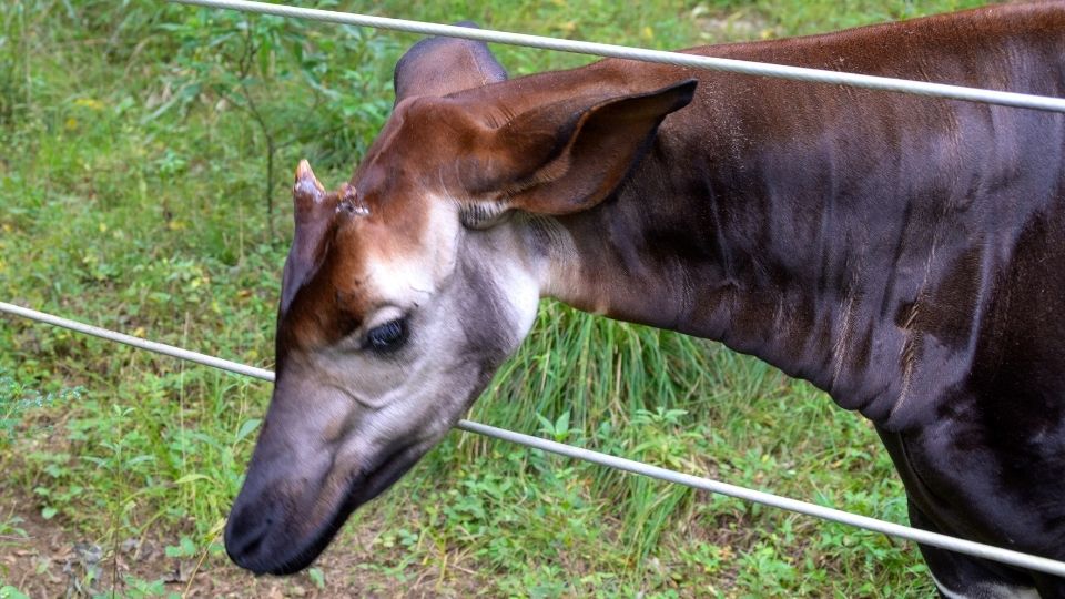 ズーラシアオカピ父写真