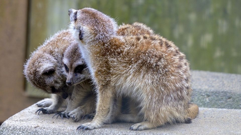 ズーラシアミーアキャット写真