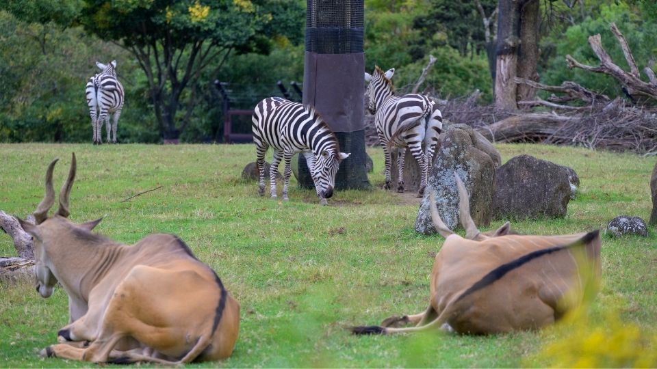 ズーラシアシマウマ写真