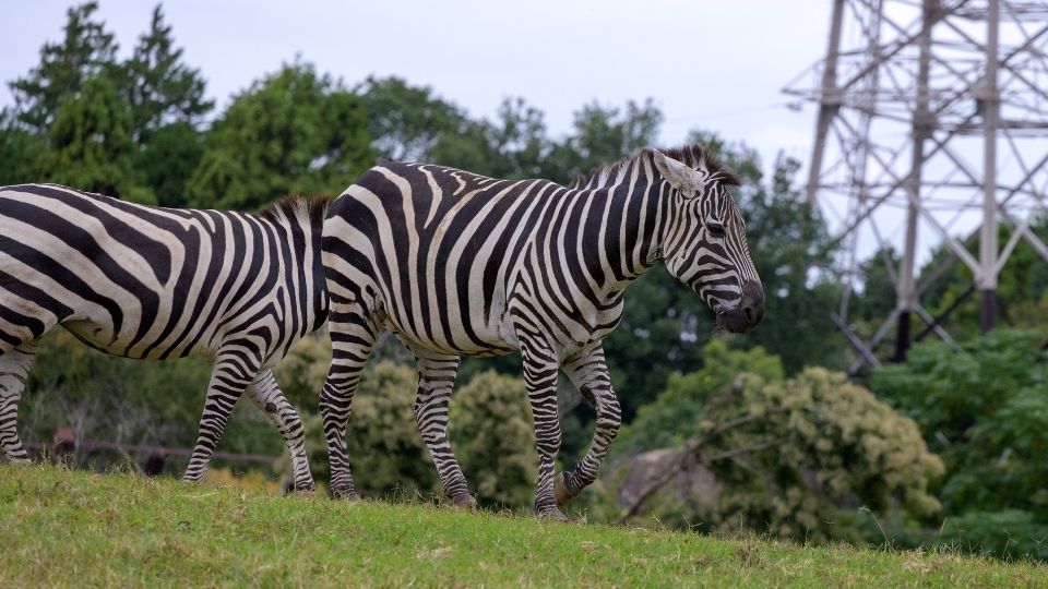 ズーラシアシマウマ写真