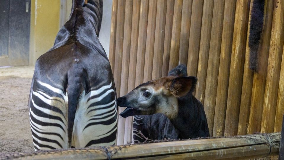 ズーラシアオカピ母子写真