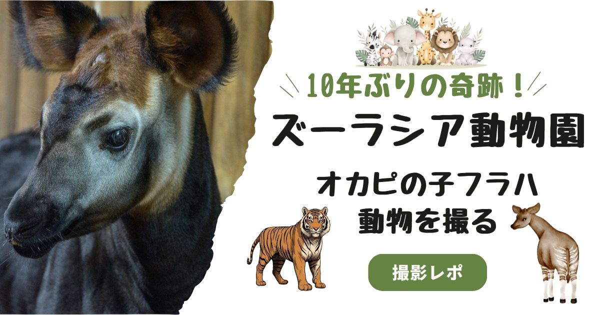 10年ぶりの奇跡！ズーラシアでオカピの子フラハや動物を撮る