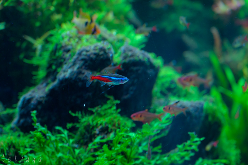 すみだ水族館魚写真