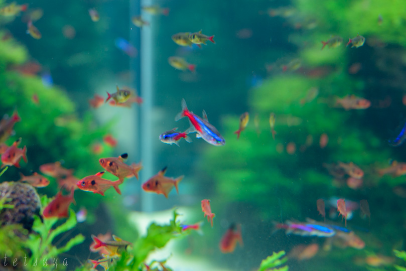 すみだ水族館魚写真