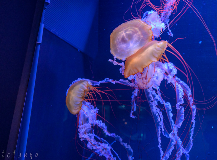 すみだ水族館クラゲ写真