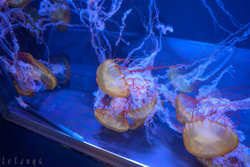 すみだ水族館クラゲ写真