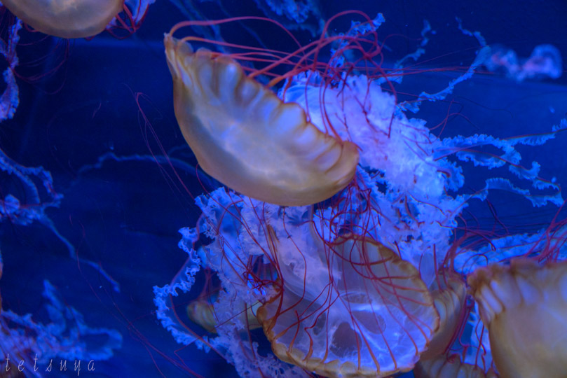 すみだ水族館クラゲ写真