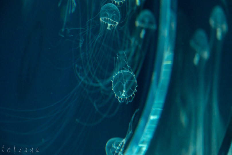 すみだ水族館クラゲ写真