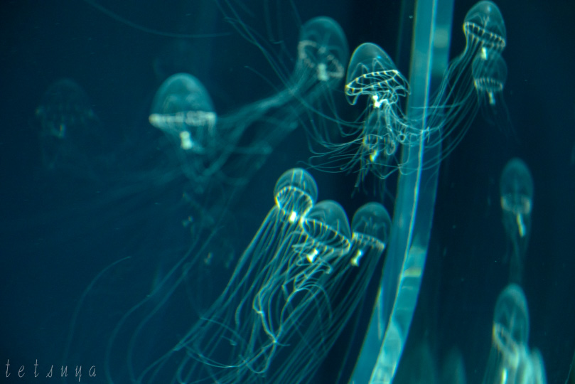 すみだ水族館クラゲ写真