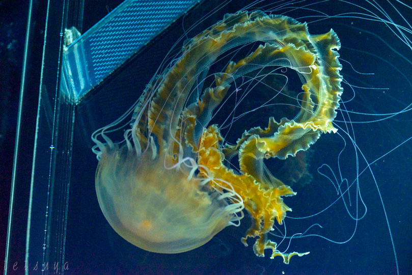 すみだ水族館クラゲ写真