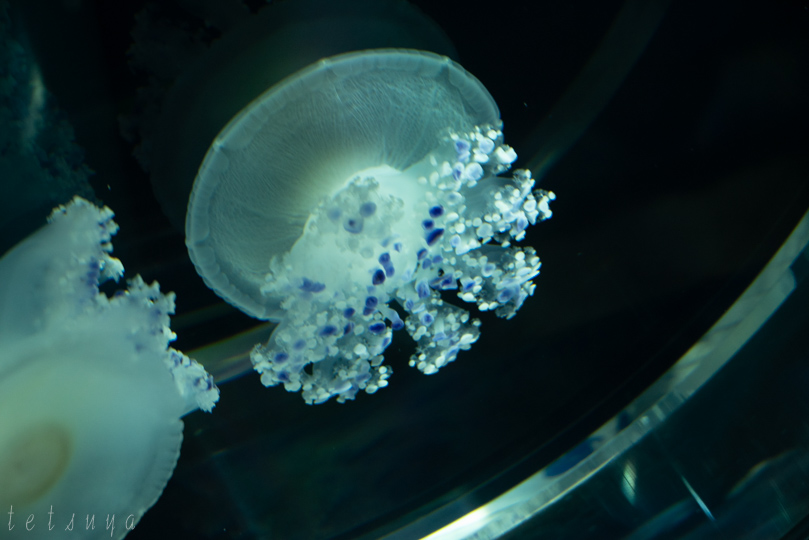 すみだ水族館クラゲ写真