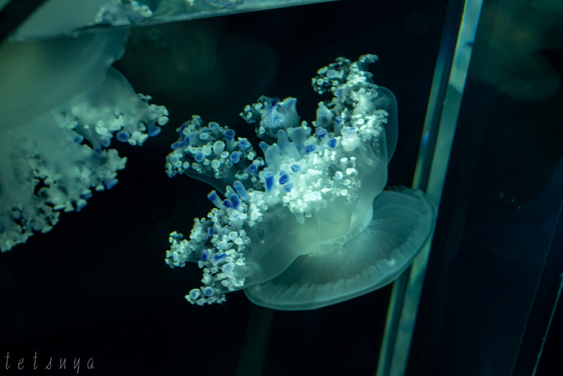 すみだ水族館クラゲ写真