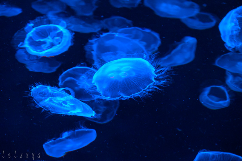 すみだ水族館クラゲ写真