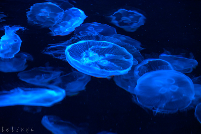 すみだ水族館クラゲ写真