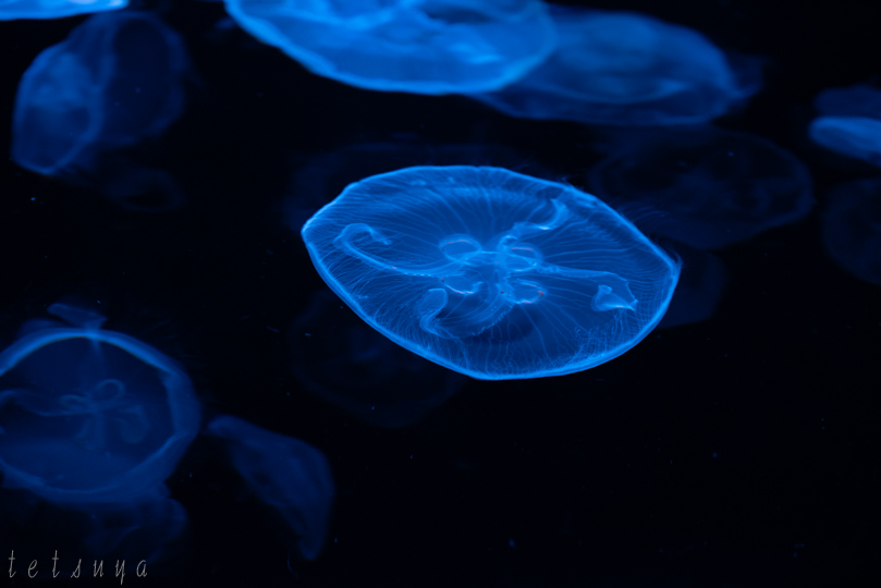 すみだ水族館クラゲ写真