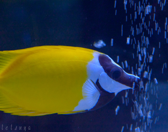 すみだ水族館熱帯魚写真