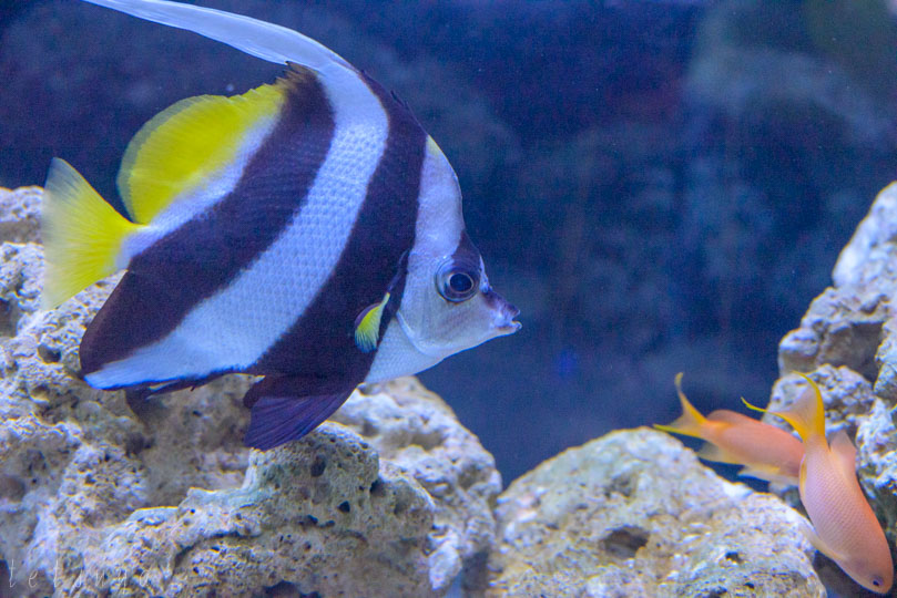 すみだ水族館熱帯魚写真