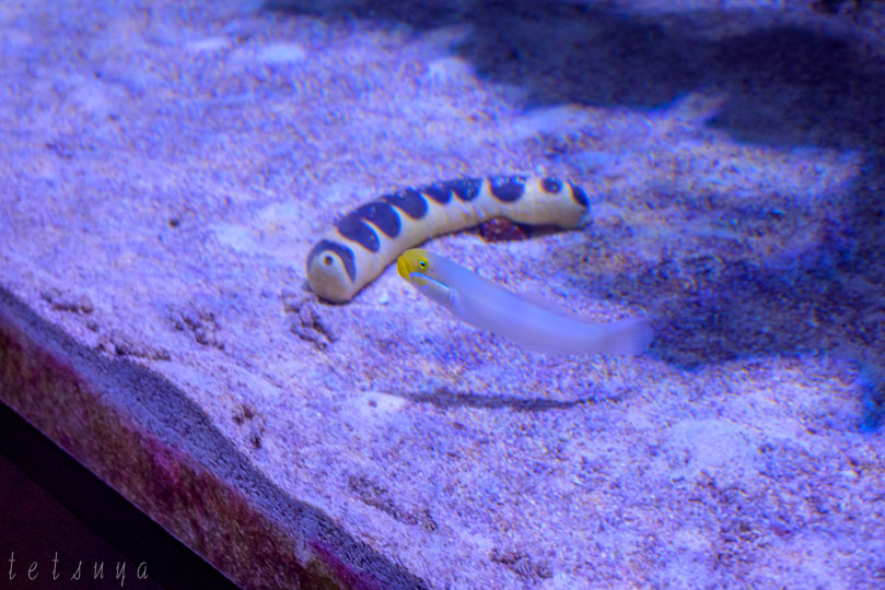 すみだ水族館熱帯魚写真