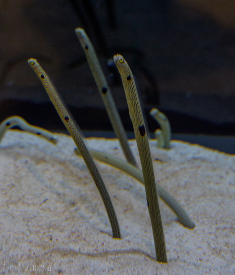 すみだ水族館チンアナゴ写真