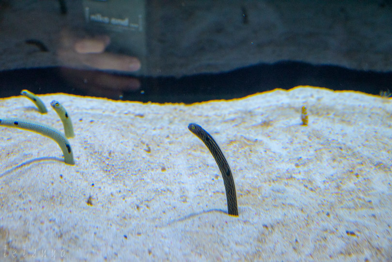 すみだ水族館チンアナゴ写真