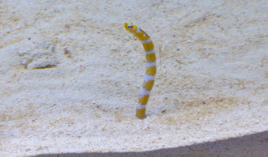 すみだ水族館チンアナゴ写真