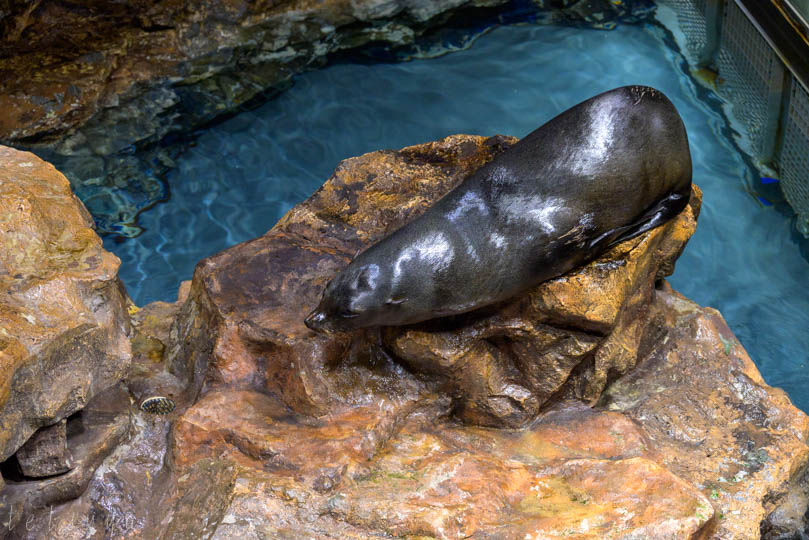 すみだ水族館オットセイ写真