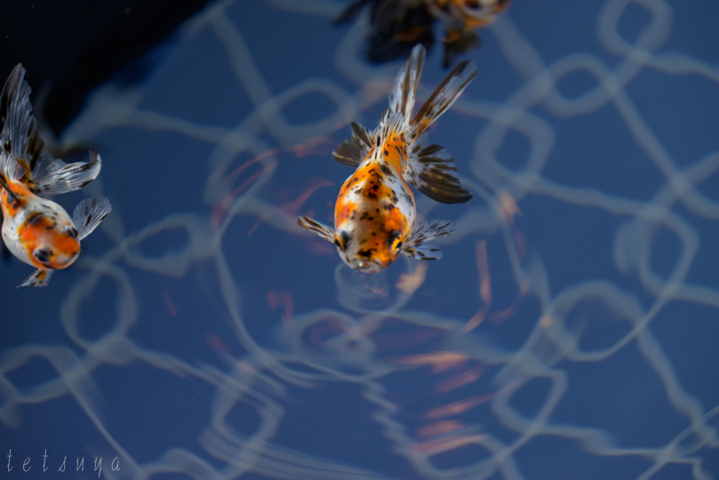 すみだ水族館金魚写真