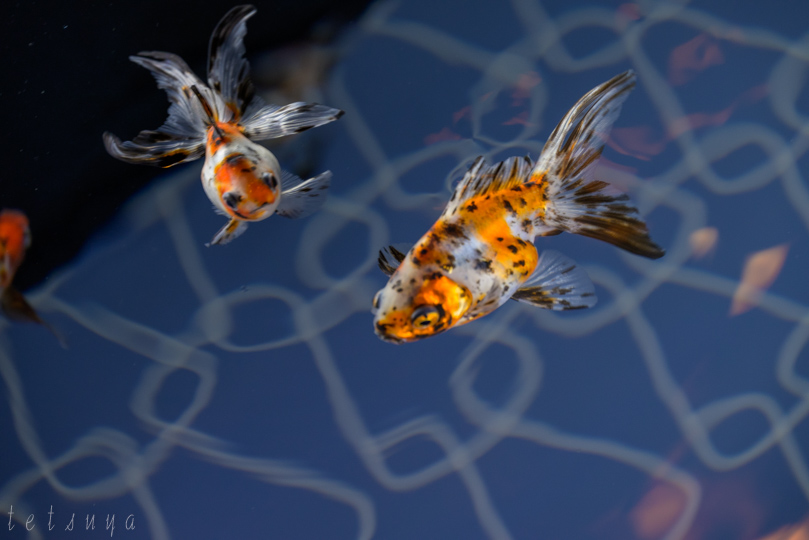 すみだ水族館金魚写真