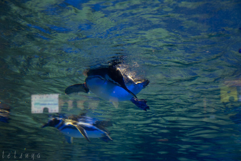 すみだ水族館ペンギン写真