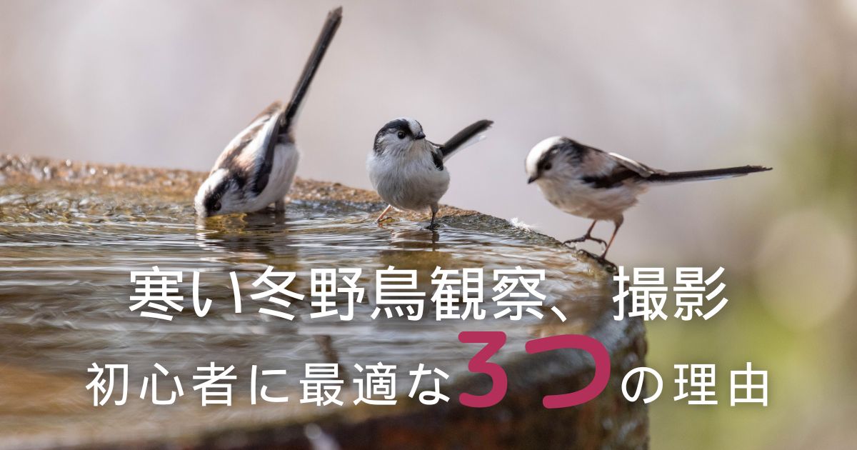 寒い冬こそ野鳥観察・撮影！初心者に最適な3つの理由