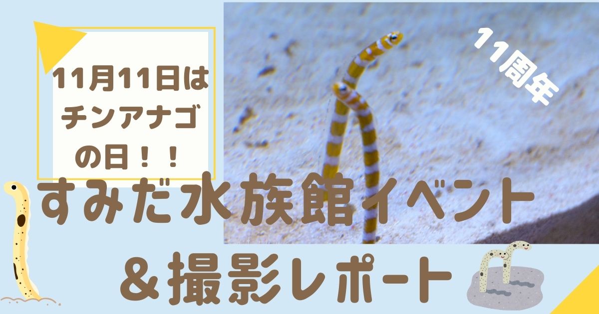 11月11日はチンアナゴの日！すみだ水族館イベント＆撮影レポート