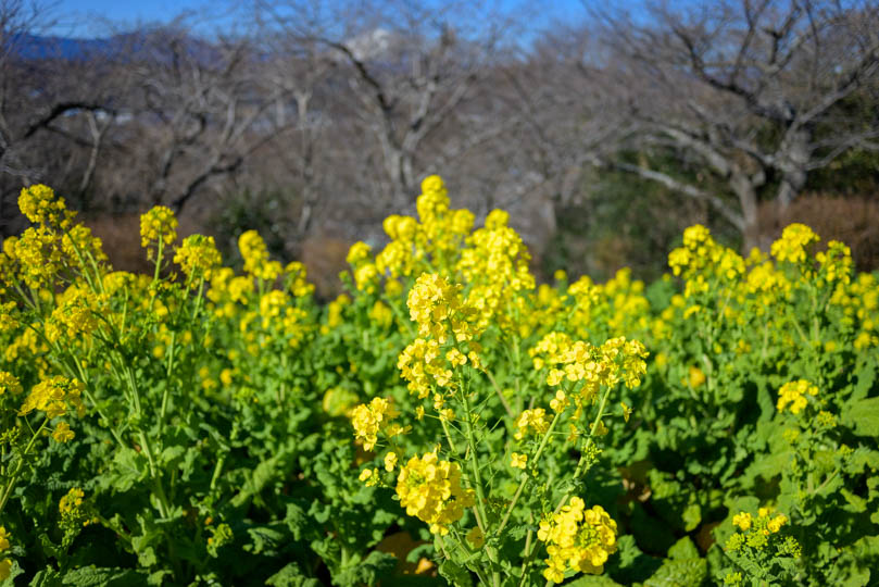 吾妻山公園菜の花写真