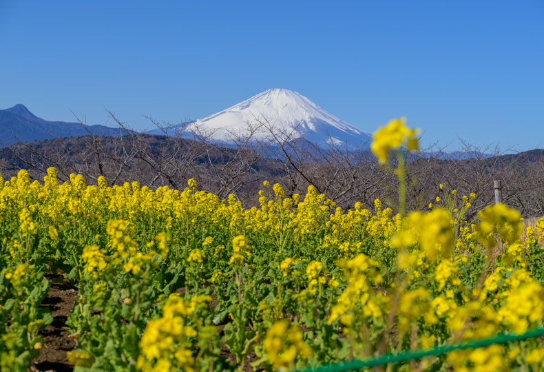 菜の花畑と背景に富士山
