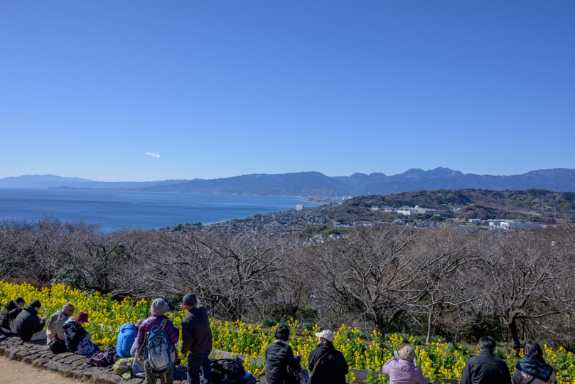 菜の花畑と相模湾の写真