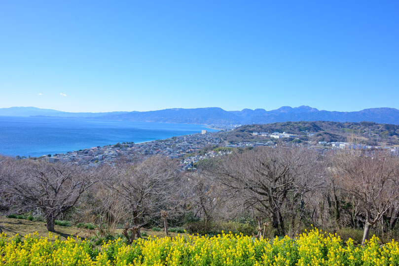 菜の花畑と伊豆の山々と左に相模湾
