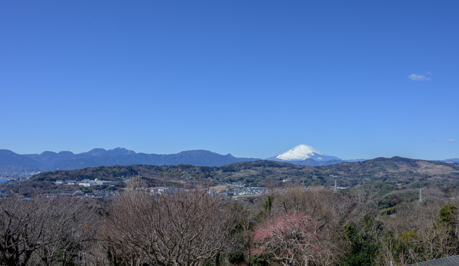 梅と富士山と箱根の山々。とんがってる山が金時山