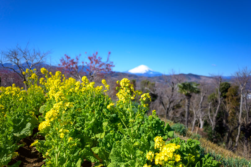 菜の花と少しボケた梅、背景にボケた富士山