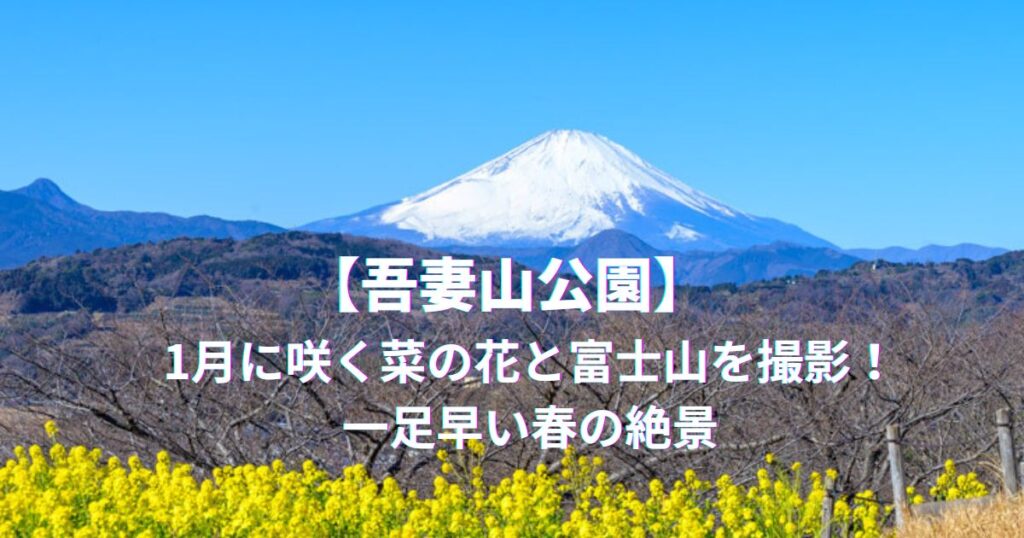 【吾妻山公園】1月に咲く菜の花と富士山を撮影！一足早い春の絶景を解説